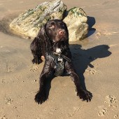 62. Ronnie, our Cocker Spaniel, is one year old. We love walking Ronnie and he loves running on the sandy beaches since we holidayed in Cornwall earlier this year. This photo was taken at Bexhill in September, I particularly love the chill in the air and the light at this time of year and look forward to the weekends more since having Ronnie as it gives us an excuse to go to the coast, not that we really needed one before! Sandra Everest