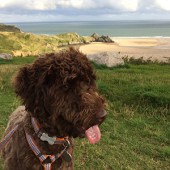 63. Murphy our cockapoo is pictured at Three Cliffs, Gower. Tongue out wasn’t a comment on the beach, just a ‘let me at it!’ moment! His fur is never softer than after a good ball-chase scamper through the river outlet on Three Cliffs. Happy hound! Julia Savage