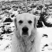 64. Here is a photo of my goldie Murray on Cefn Bryn in the snow overlooking Oxwich Bay, Gower. He loves this walk, especially when he gets to wash off in the sea at Oxwich. Benjamin Williams
