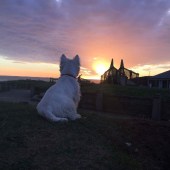 65. Gus, my eight-month-old Westie, is watching the sunset from our beach hut after a walk and swim at Bude, Cornwall. Alison House