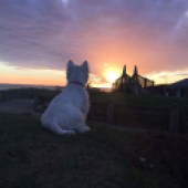 65. Gus, my eight-month-old Westie, is watching the sunset from our beach hut after a walk and swim at Bude, Cornwall. Alison House