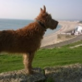 7. This is Mango, our six-year-old Irish Terrier, who loves walking by Chesil Beach in Dorset – it's her back garden! Jackie Seymour