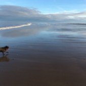 8. This is one of our pugs – Stanley – enjoying a romp on the beach at Lower Hauxley, Northumberland. Stanley loves all things food-related, a typical pug! Clare and Chris Firth