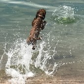 9. This is our 15-month-old Cockerpoo, Treacle. We moved to Torbay four years ago, fulfilling a lifetime's dream. Treacle has made life even better - we have so many photos to choose from! She is obsessed with her tennis ball and loves to dive into the sea after it. Sheer joy! Mo Bedder