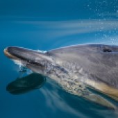 Spot dolphins in the waters around the island. Image: Richard Darby/Shutterstock