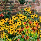 Admire the colourful flowers in Colclough Walled Garden. Image: Jacob Little