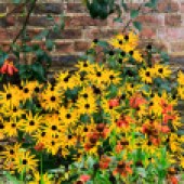 Admire the colourful flowers in Colclough Walled Garden. Image: Jacob Little