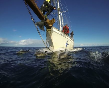 hwdt_silurian_common_dolphins_go_pro_main