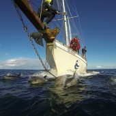 Make a difference when you join a HWDT research expedition. Image: Silurian Photograph