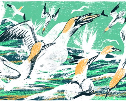 gannets_final_cropped_main