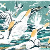 Tom's illustration of gannets - he says being asked to illustrate wildlife is his idea of a great commission