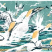 Tom's illustration of gannets - he says being asked to illustrate wildlife is his idea of a great commission