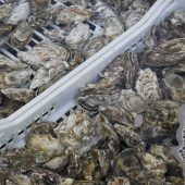 Porlock oysters. Image: Jacob Little