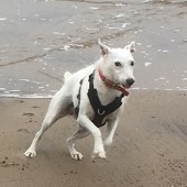 This is Agnes on her first coastal holiday at Reighton Bay. Sian Burns