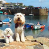 Here are Angel and Arlo at Mousehole in Cornwall. Gary