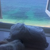Archie is a mischievous Parsons Jack Russell. He’s lucky enough to have a holiday home in Porthleven, Cornwall. Here he’s more interested in the still warm Cornish pasties than the glorious view! Sarah Milne