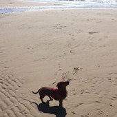 Arthur on his favourite Anglesey beaches. Louise Rushforth
