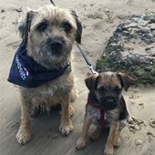 This is Badger and Ruby enjoying the beautiful beach in Filey Bay, North Yorkshire. Jo Findlay 