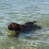 Here is Bailey keeping cool in the water at Seagrove Beach on the Isle of Wight. Pam Hall