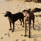   I have attached a couple of our dogs Beau (whippet) and Fleur (mixed breed), they are taken on Mawgan Porth beach last month. We go down about three times a year but that will increase as my husband has retired and we are able to spend more time down there. We have even bought a bigger car to accommodate our young whippet! Jeanette Giles