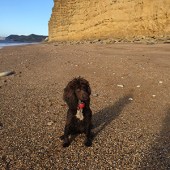 Here is Bella my working cocker spaniel, who we rescued six months ago. She is five years old and is simply gorgeous, and loves the Jurassic Coast where we live and have a B&B. She is an asset for our business as most guests adore her! Angela Munro