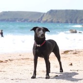 This is my dog Bella on the beach at Saunton Sands in North Devon this summer. She is a four-year-old Patterdale/Labrador cross and usually lives at home with us in Combe, Oxfordshire. While Combe is far from the beach, she immediately takes to the salty waves whenever we return to the coast for holidays. Alan Revell
