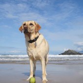 Here is a picture of our beautiful two-year-old Labrador Bella, taken last September on the fabulous Crantock Beach, Cornwall. Christine & Peter White