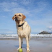 Here is a picture of our beautiful two-year-old Labrador Bella, taken last September on the fabulous Crantock Beach, Cornwall. Christine & Peter White
