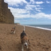   This is my beagle Benson enjoying his UK 2018 holidays - here he is at West Bay in Dorset with his cousin Alice! Edwina Price