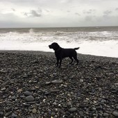 This is our dog Bertie, and the photo was taken in Borth, Ceredigion. Jan