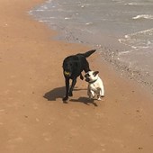 This is Bessie, our wonderful lab, and Wobbly the pug enjoying chasing each other on Frinton Beach in Essex in April. Wobbly is so named as he is a little wobbly! He is a rescue dog with balance issues and blind in one eye, but he loves life and lives it to the full. He is a real character. Both dogs just love the beach. Bessie loves swimming, Wobbly not so much! Christine Soutar