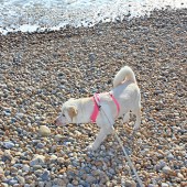 This is one of our beautiful cocker spaniels, Betsy, modelling her new hat on Southwold Beach. Maybe she'll be lucky enough to appear in an edition of Coast magazine! Carol Watt