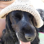 This is Betsy, a rescue dog from Romania, living the dream in sunny Brighton. Karen Smith