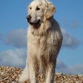 This is Blue our golden retriever, enjoying the coastline at Rye Harbour Nature Reserve. As you can see, he enjoys a swim too!! We are based on the Kent coast but this is one of our favourite photos of Blue. Serena Hancock
