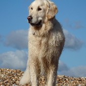 This is Blue our golden retriever, enjoying the coastline at Rye Harbour Nature Reserve. As you can see, he enjoys a swim too!! We are based on the Kent coast but this is one of our favourite photos of Blue. Serena Hancock