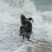 Blue is our six-year-old rescue border collie who, when he came to us aged one, was absolutely terrified of water and of the sea in particular – not any more! The photo was taken at Bowleaze Cove, Weymouth, on 19 September this year. Heather Saunders (and Blue!)