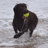 Here is our dog Bo playing in the surf. Hattie Phelps