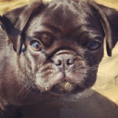 Please find attached a photo of our pug Bobbins, on the beach in Epple Bay in Birchington, near Margate in Kent. Scarlett Jones
