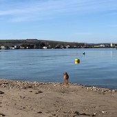 This is Bonnie on Bembridge Beach on the Isle of Wight. Louise Scott-Jackson