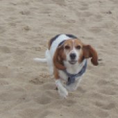 Here is a photo of my Boo, a six-year-old basset/beagle on Studland Beach, Dorset. She was a rescue dog and this was her first time on the sand. Andy Smith