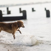 We have a wonderful salty old seadog called Bosun. He's a collie cross, we got him when he was a puppy from the local Blue Cross home, he's now nearly 14. He loves wandering along the beach, but will only go up to his knees, and has a fascination with rearranging stones in the shallow water. We often use him on photo shoots for our Port & Lemon home and gift company – he is the star of our best selling ‘Salty Old Sea Dog’ design and has appeared in shops all around the world! Kate