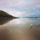 This is Bowie, my two-year-old collie cross rescue dog, on our holiday at the Gower in Wales. When he wasn't jumping through the waves he just loved chasing seagulls on the wide sandy expanse of Rhossili Beach. He is such a poser, always ready for a photo opportunity. With lots of dog-friendly beaches the Gower is salty old seadoggie bliss! Frances Nicholson