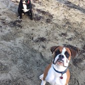 These are our salty seadogs, Bowline and Hardy, enjoying the sand at Gylly Beach in Falmouth, Cornwall. Elise Barton