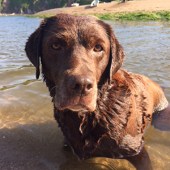 This is our chocolate lab Brogie – we’ve recently moved from Surrey to Devon near Bigbury-on-Sea so they are loving spending the gorgeous days and evenings on the beach… and so are we! Trina Haworth