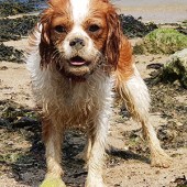 Here’s my dog Buddy enjoying himself on the beach at Fort Victoria. We are very fortunate to live on the Isle of Wight and a beach is never very far away. We adopted Buddy when he was five months old from an island animal rescue centre, and he has become a treasured member of our family. He is a year old now. Helen Parkar