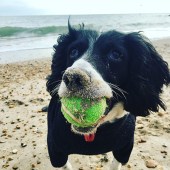 This is Bumble, enjoying a birthday celebration at the beach. Our favourite walk is from Hengistbury Head to Mudeford Spit. Tanya Lee