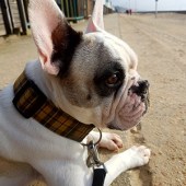 This is Cyril, a frug, watching the oystercatchers at Southbourne Beach in Dorset! Sandy noses and Cornish tartan collar in the chilly December sunshine. Lisa Christopher