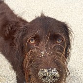Digger is my labradoodle, aged four, and this pic was taken in beautiful Cornwall. Carole Evans