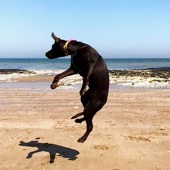 This is Edward, our vizslador: a labrador x vizsla cross. He resides in Margate, surrounded by some of the most beautiful beaches in the country. He’s nearly one year old. Lisa Richards