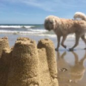 Here is my labradoodle Henry, enjoying the beautiful beaches of the Isle of Wight. Jo Thearle